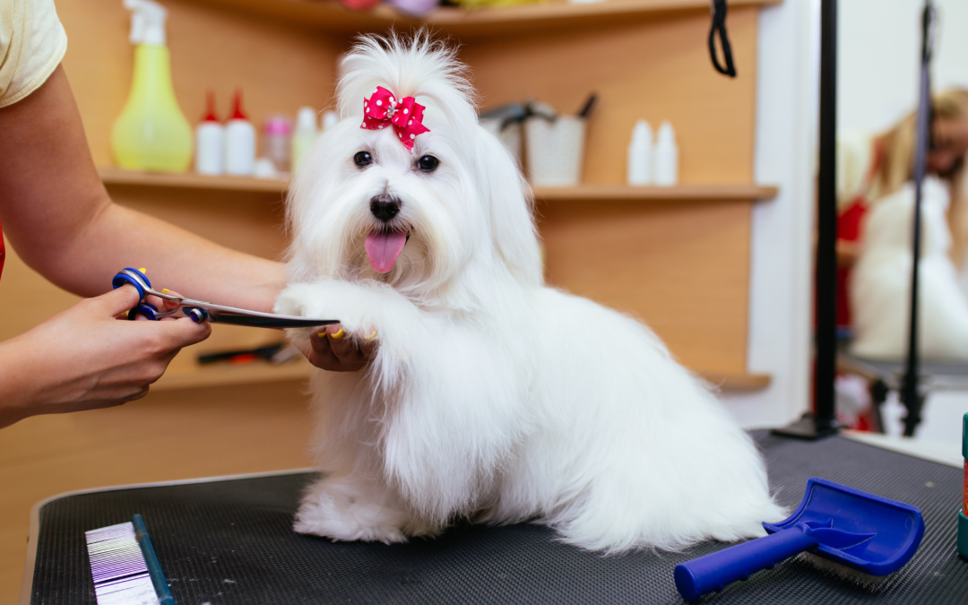 Grooming Essentials for Dogs: Tools to Keep Your Pup Looking Fresh