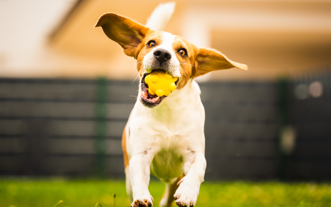 Interactive Play for Dogs: Choosing Toys That Bring Hours of Fun