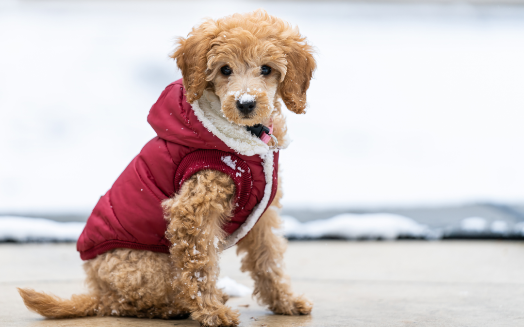 Seasonal Dog Care: Supplies to Keep Your Pet Happy in Any Weather