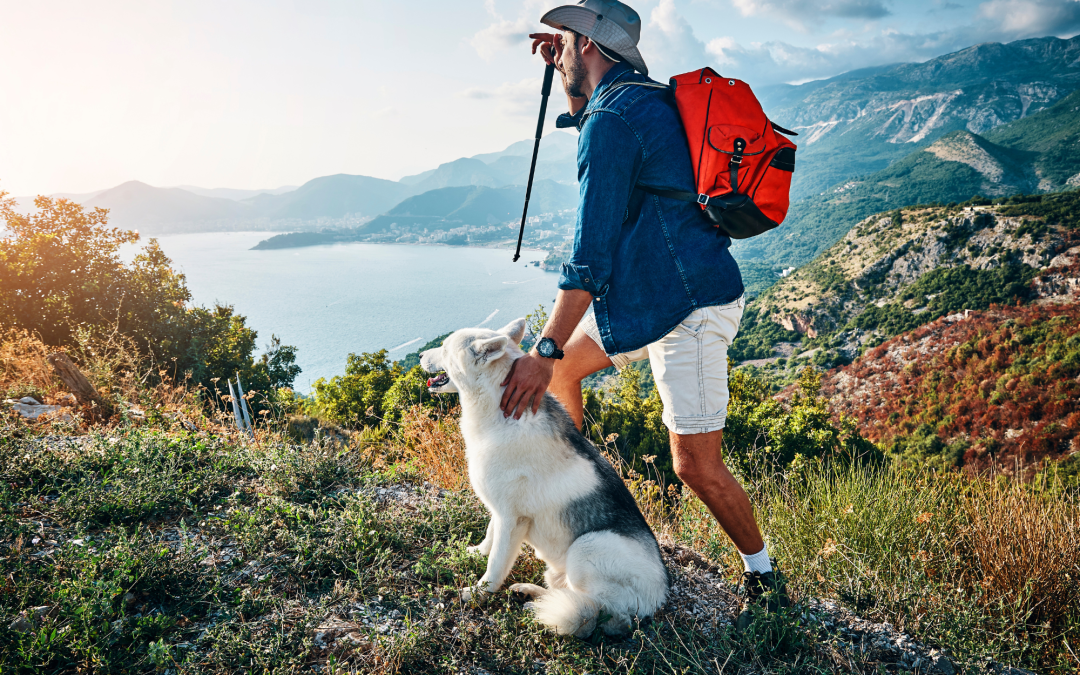 Traveling with Dogs: Essential Gear for a Hassle-Free Trip